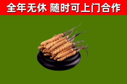 建昌回收冬虫夏草