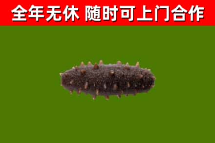 建昌回收海参干